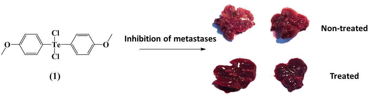 Organotellurium compound 1 inhibits metastases